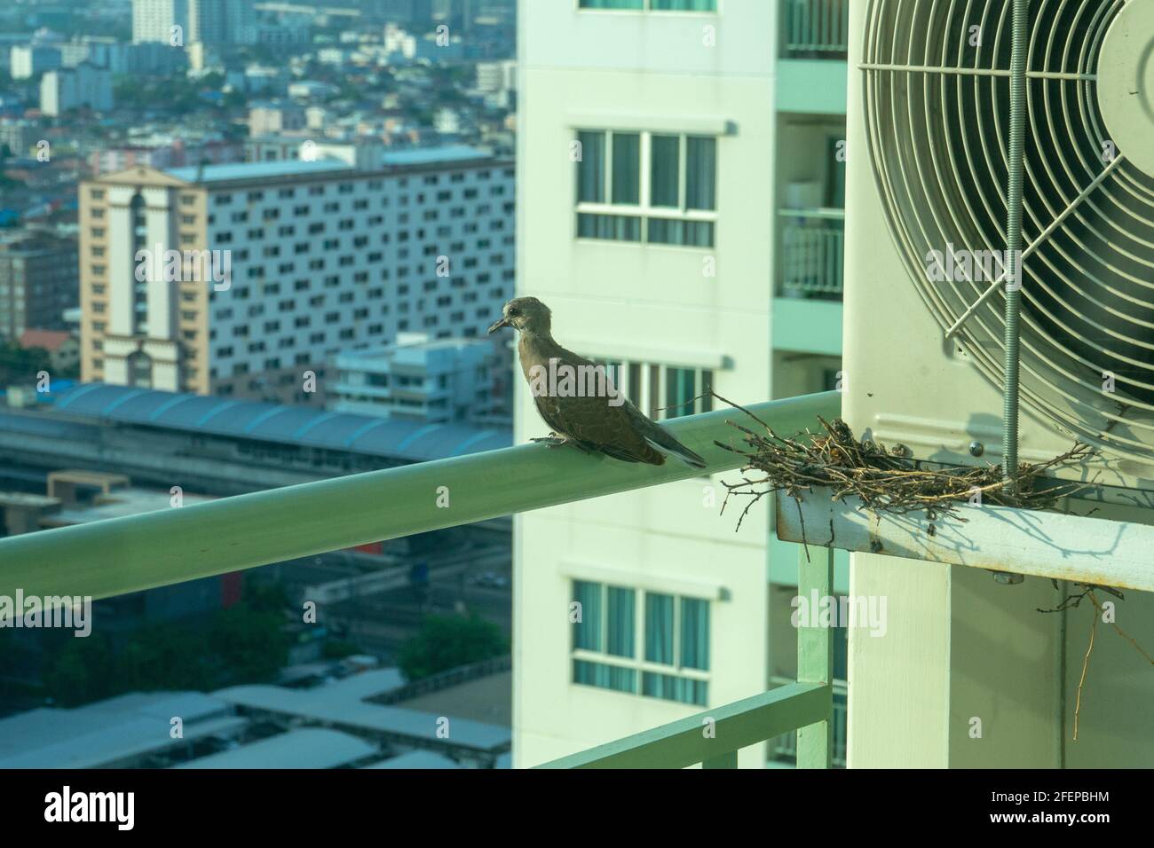 Closeup birds in a nest on the steel cage of air conditioner at the