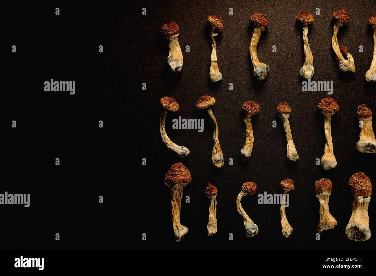 Dry psilocybin mushrooms on bright yellow background in row