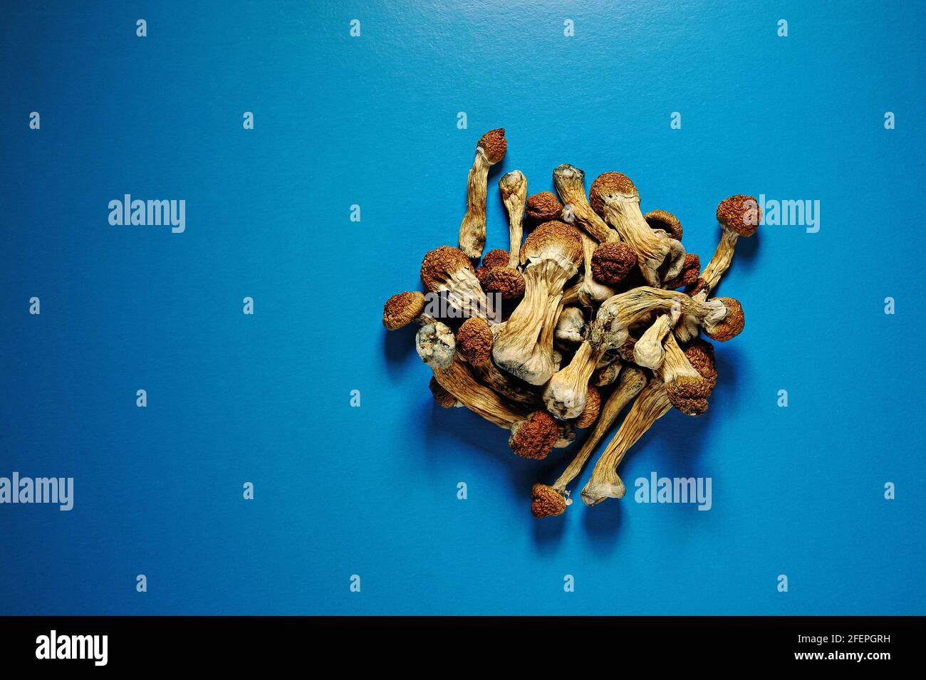 Dry psilocybin mushrooms on blue background. Psychedelic, mind-blowing, magic mushroom. Medical use. Microdosing concept. Stock Photo