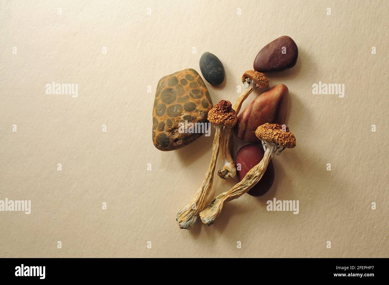 Dried Psilocybe Cubensis Psilocybin Mushrooms and sea stones, flat lay. Magic shrooms Golden Teacher. Psychedelic inspiration. Natural herbal therapy. Stock Photo
