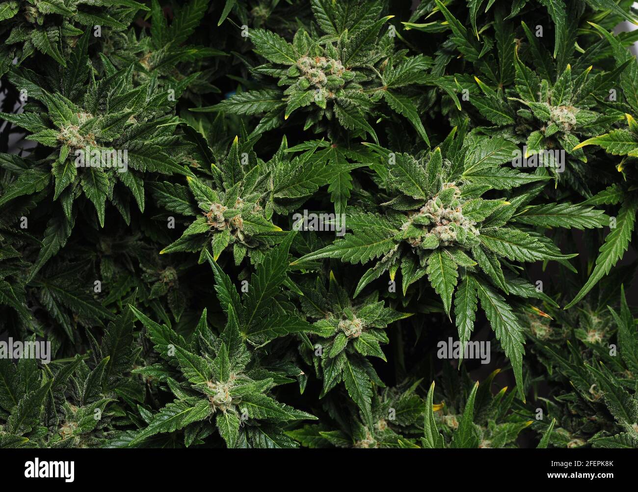 Blooming cannabis bush. Fresh plant isolated on black background, flat lat, top view. Green marijuana leaves. Herbal medicine layout. Stock Photo