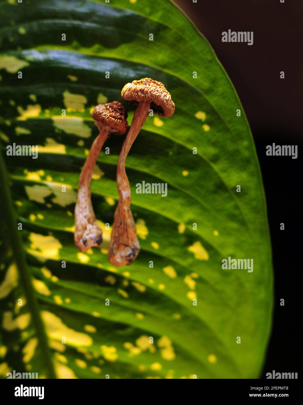 Dry psilocybin mushrooms on green leaf background. Psychedelic magic mushroom Golden Teacher. Illuminated by sunlight. Alternative medicine. Microdosi Stock Photo