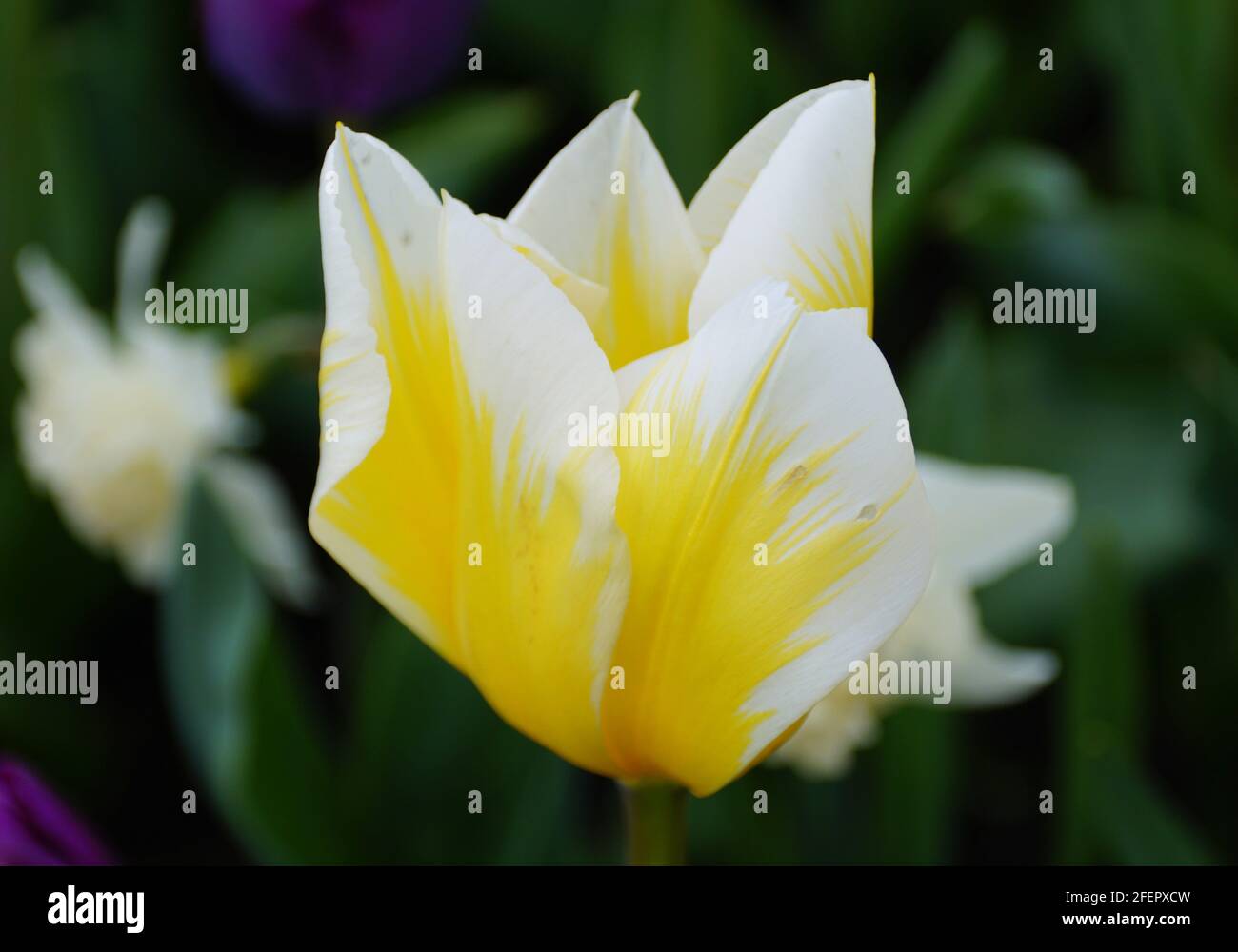 leBeautiful bi-color of yellow and white Fosteriana tulip 'Sweetheart' flowers Stock Photo
