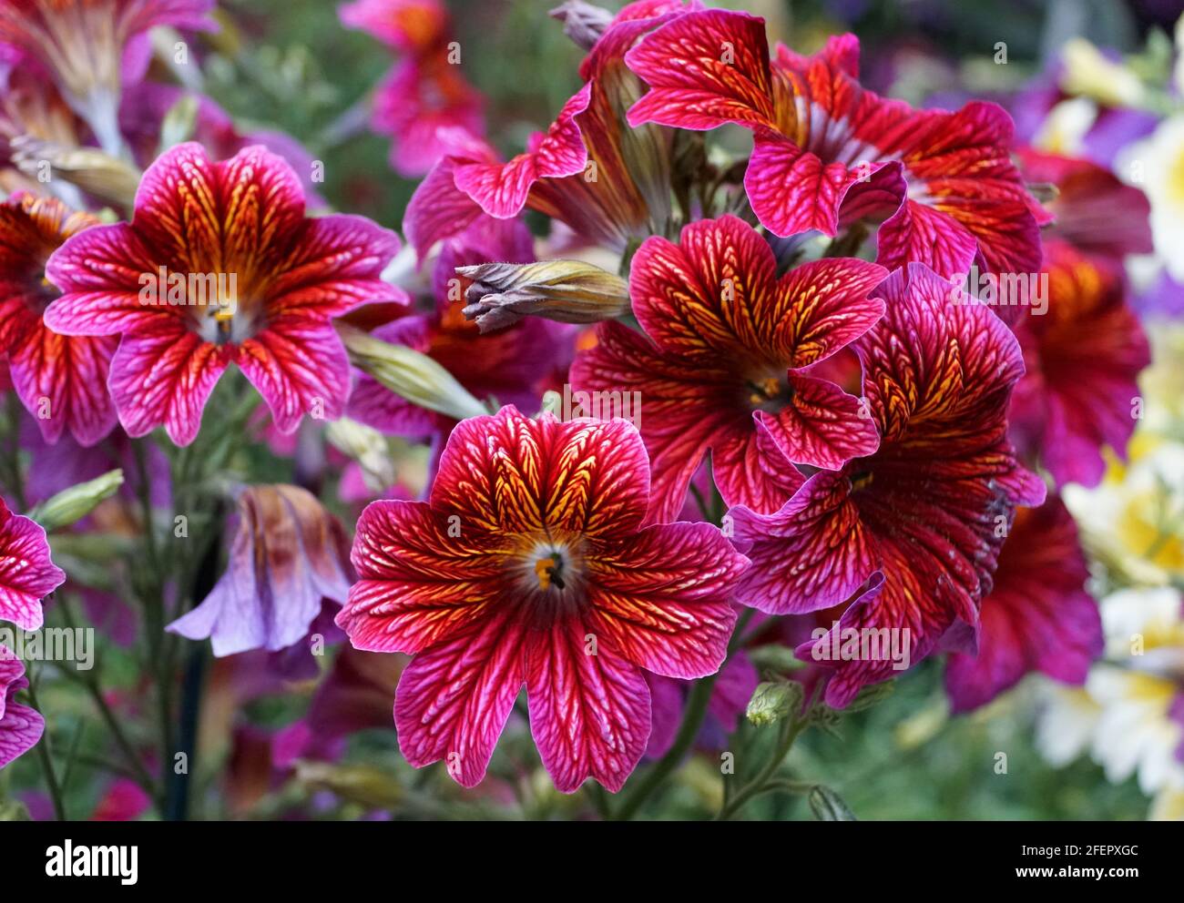 eThe bright colors of Painted-Tongue flower, with scientific name Salpiglossis Sinuata Stock Photo