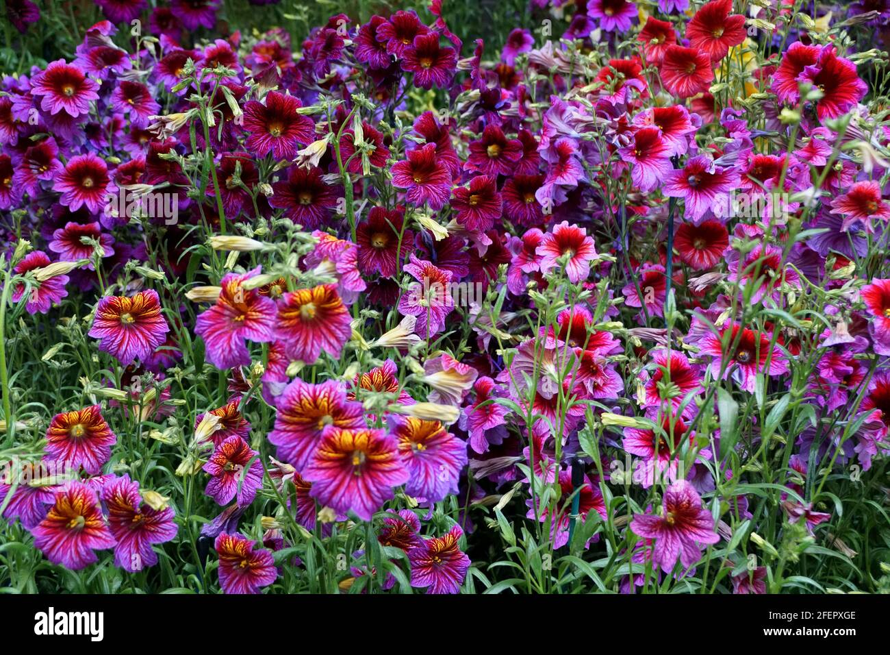 eThe bright colors of Painted-Tongue flowers, with scientific name Salpiglossis Sinuata Stock Photo