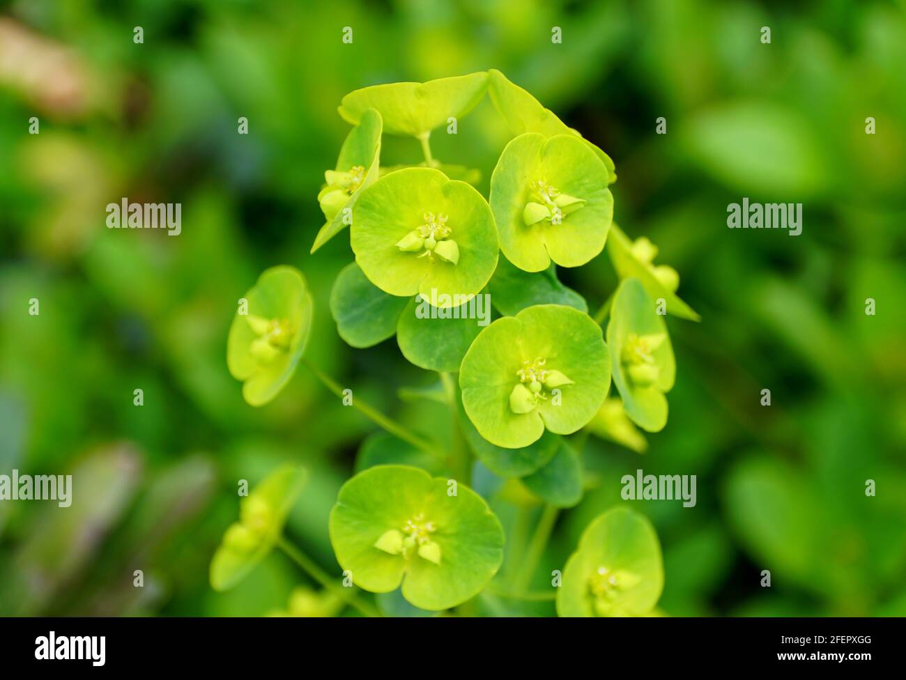 Lime green color of Wood Spurge plants Stock Photo Alamy