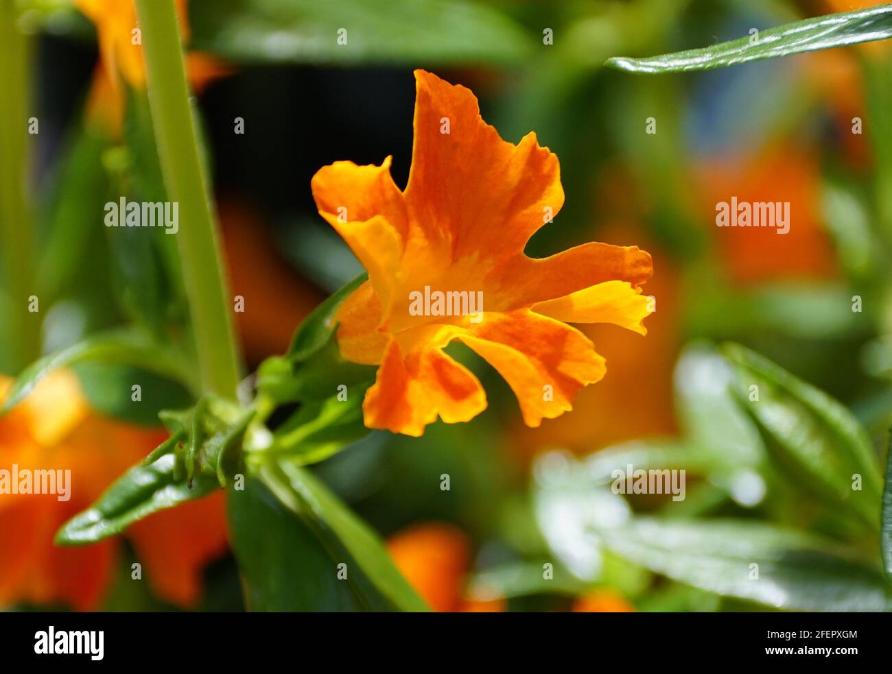 The bright color of Bush Monkey 'Jelly Bean Orange' flower Stock Photo Alamy