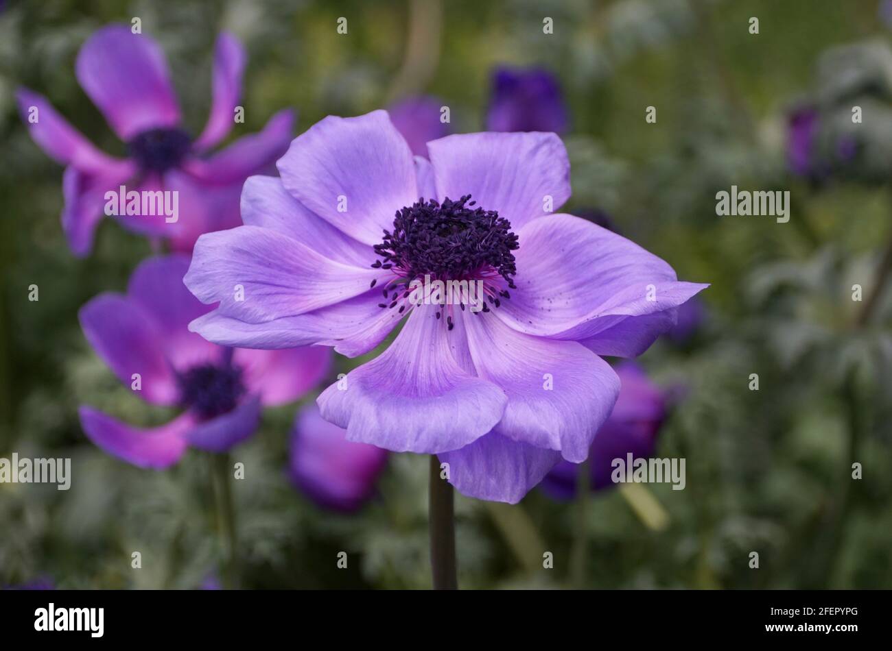 Beautiful violet color of Poppy Anemone flower 'Monalisa Deep Blue' Stock Photo