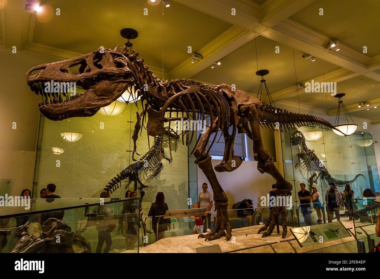 Tyrannosaurus rex (T-rex) skeleton in American Museum of Natural History Stock Photo