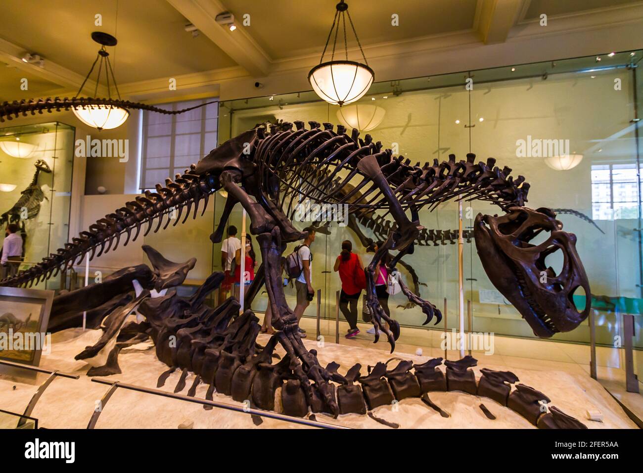 Allosaurus skeleton feeding on a carcass in American Museum of Natural History Stock Photo
