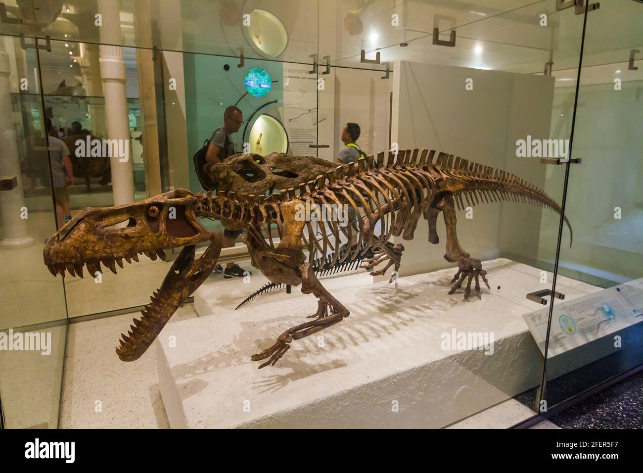 Skeleton of a Prestosuchus chiniquensis displayed at the American Museum of Natural History Stock Photo