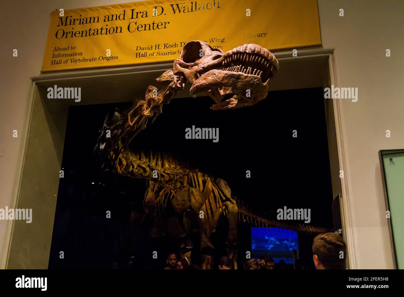 The titanosaur at the entrance of Miriam and Ira D. Wallach Orientation Center in American Museum of Natural History Stock Photo