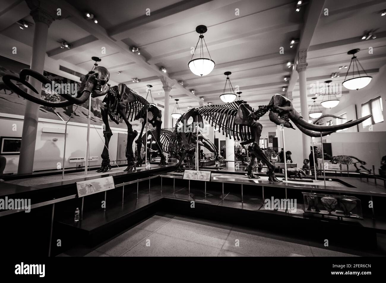 Mammoth and Mastodon skeletons in the Hall of Advanced Mammals in American Museum of Natural History in New York City in black and white Stock Photo