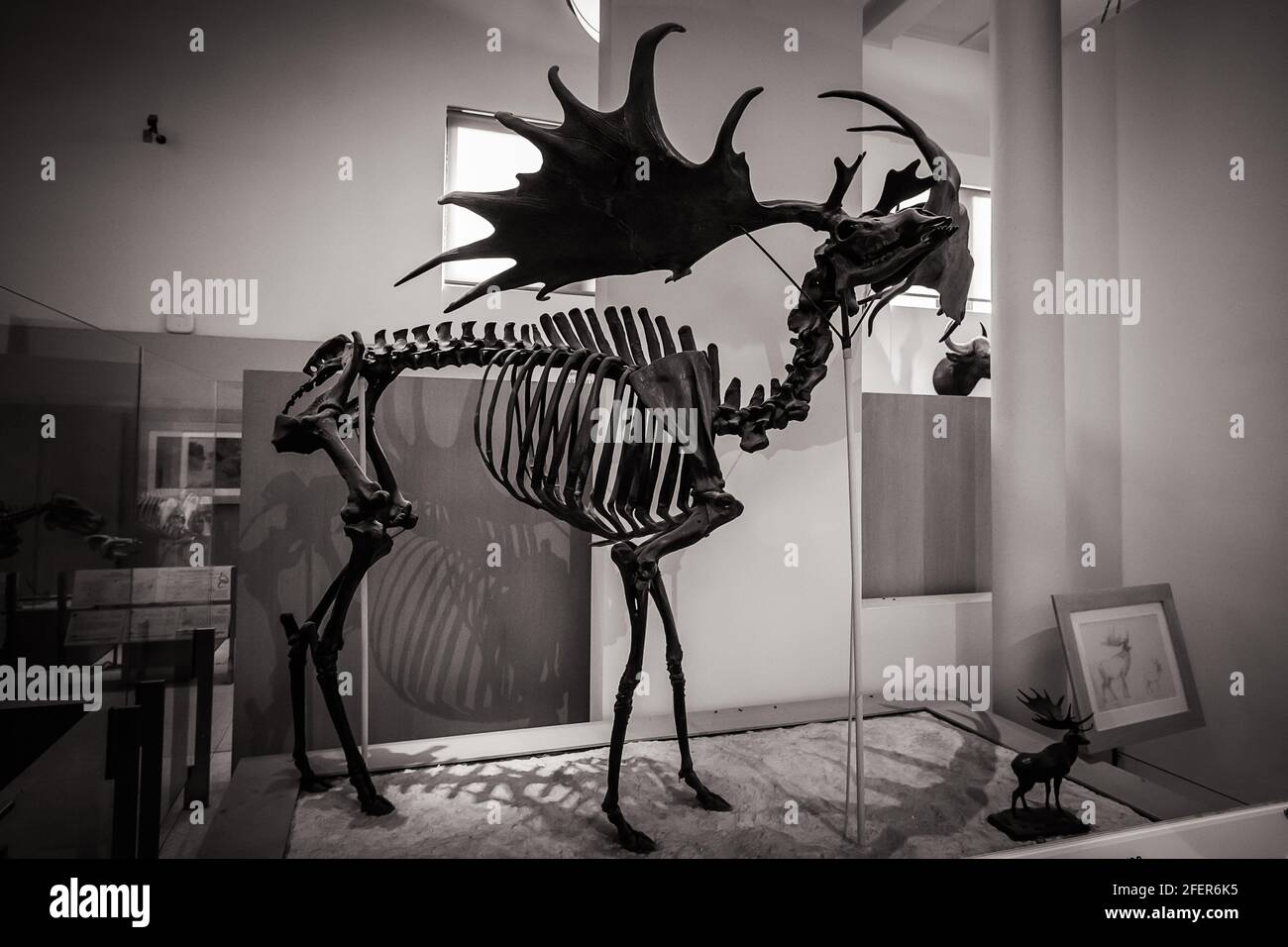 Black and white image of the Irish Elk (Megaloceros giganteus) in the Hall of Advanced Mammals in American Museum of Natural History in New York City Stock Photo