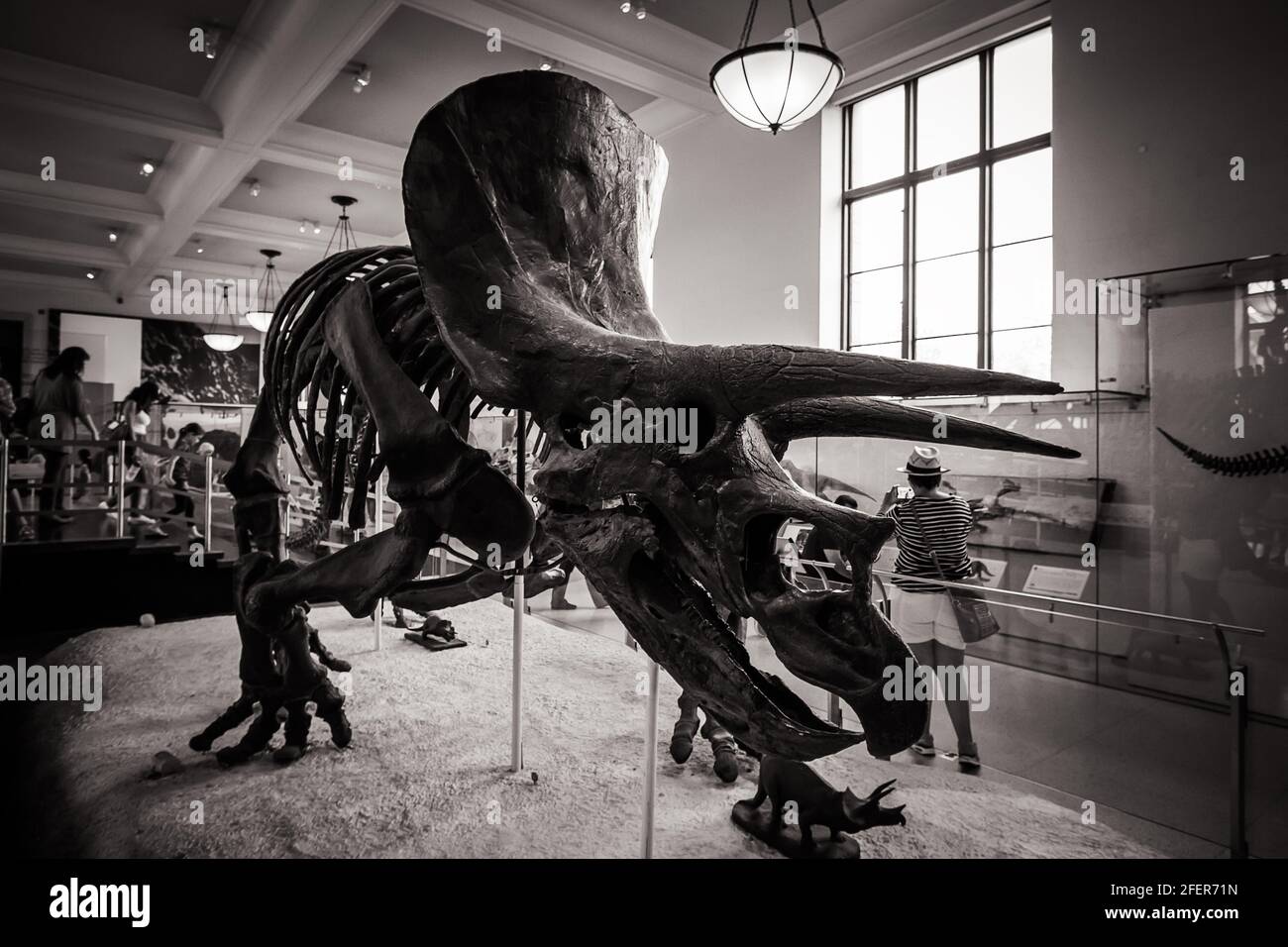 Black and white image of triceratops skeleton at American Museum of Natural History in New York City Stock Photo