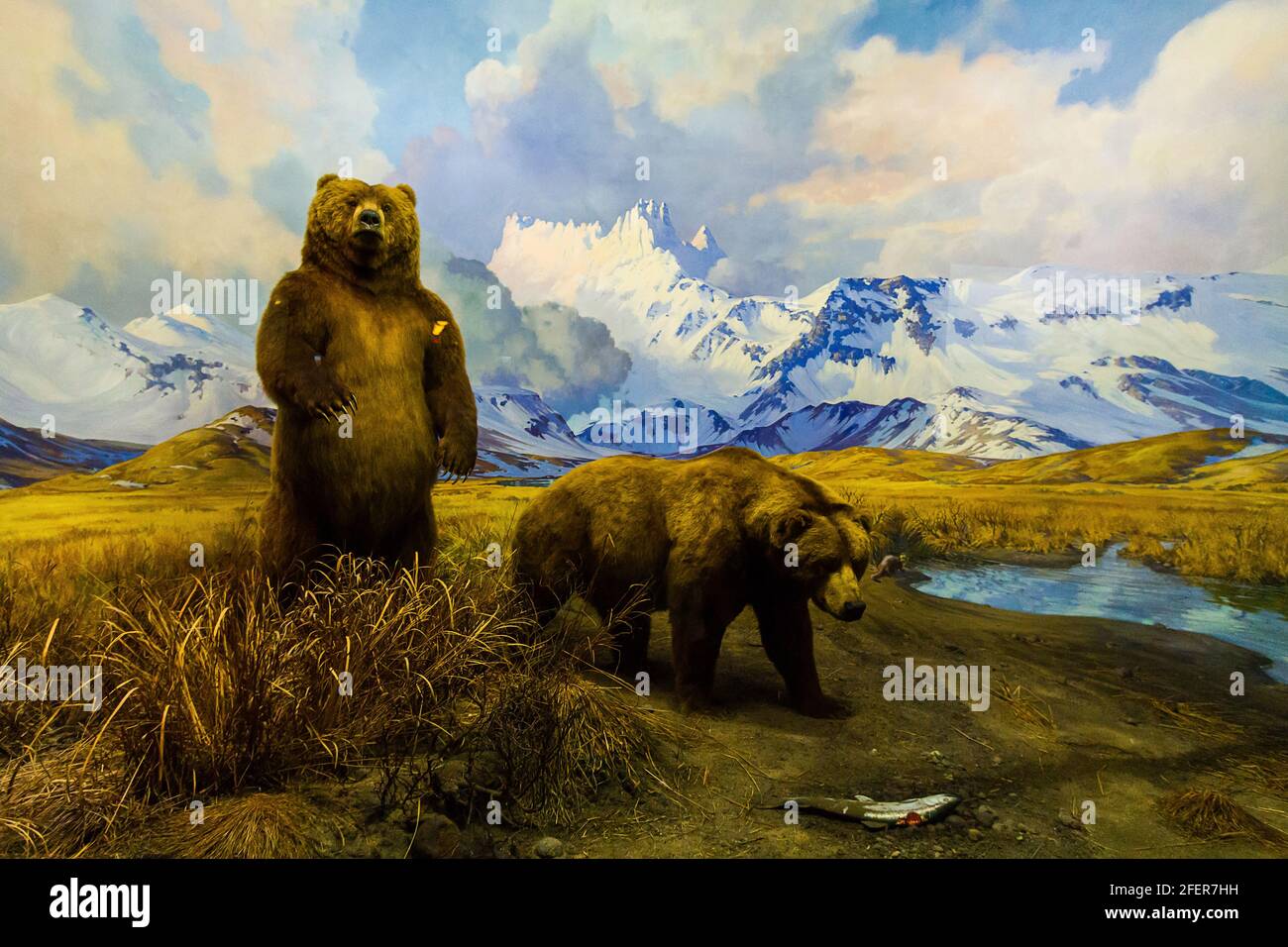 Alaska Brown Bear (Ursus arctos) Diorama in American Museum of Natural History Stock Photo