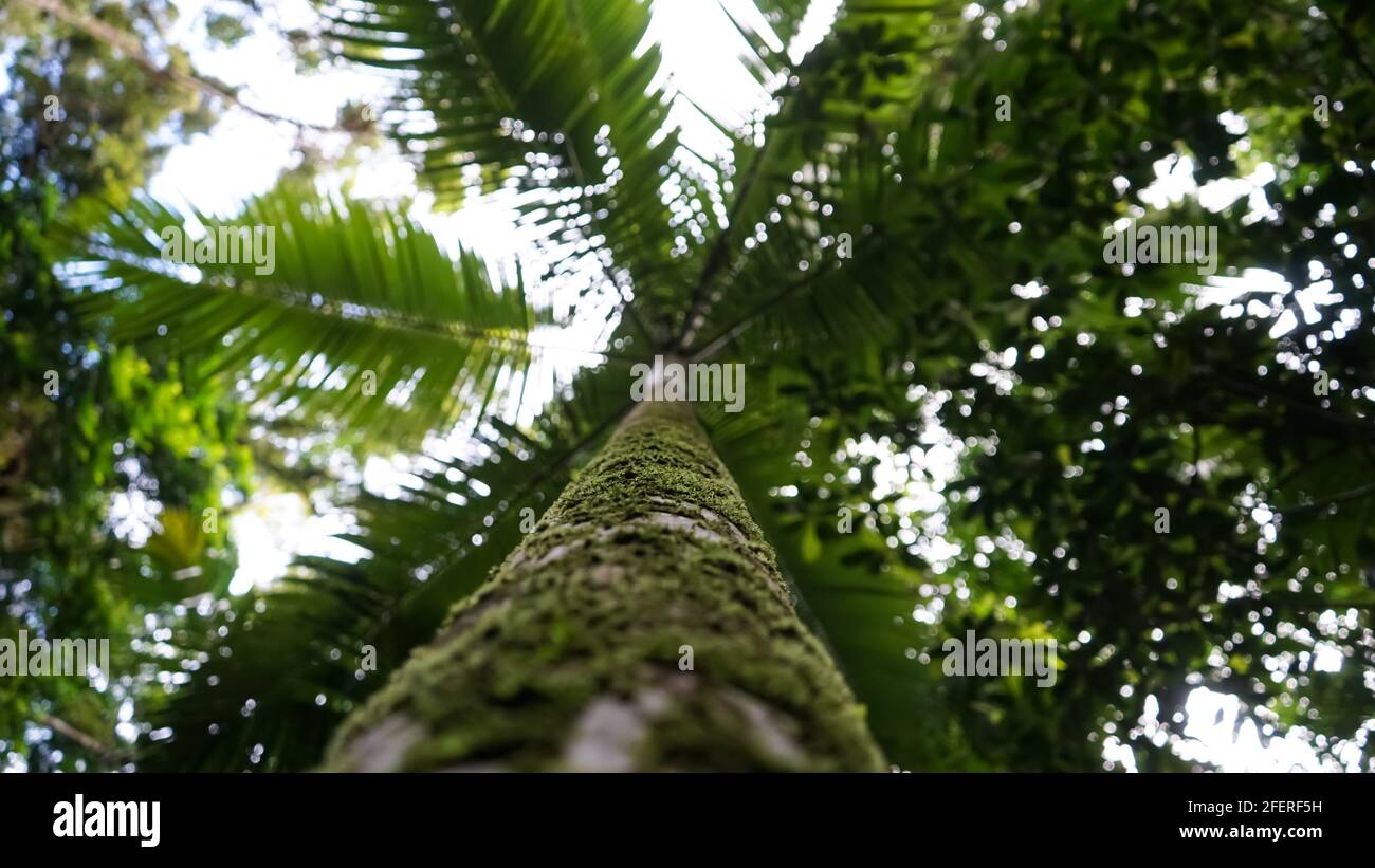 Palm Tree Australia Stock Photo Alamy