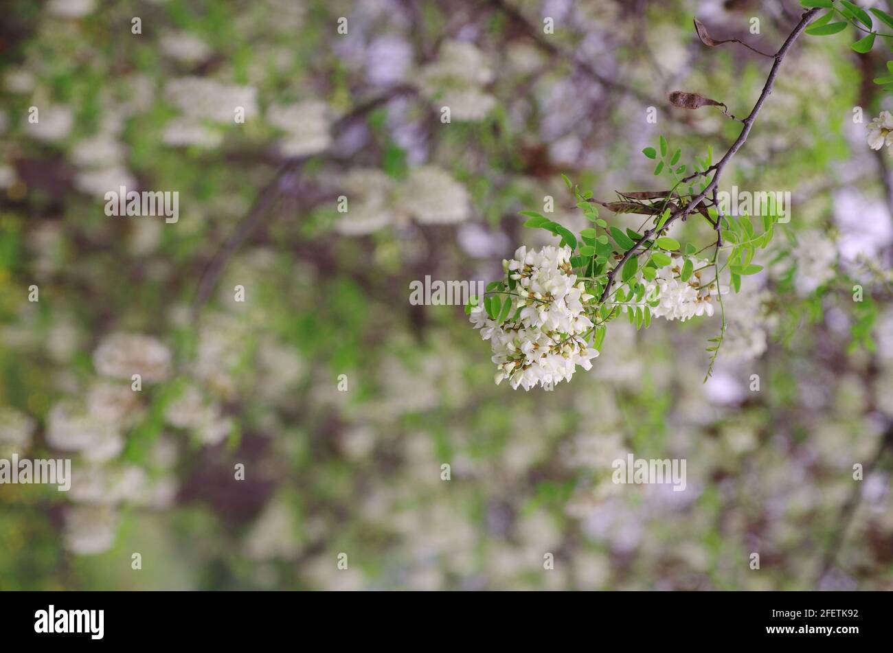 spring in Sicily white flowers full bloom in clusters Stock Photo - Alamy