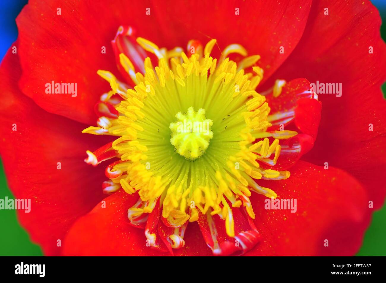 Close-up of pistils and stamens of red poppy blooming in the garden (macro) Stock Photo