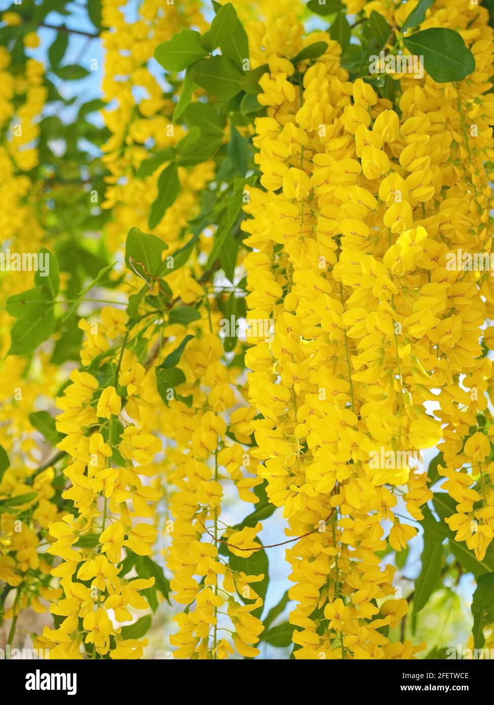 Common laburnum (laburnum anagyroides) or golden chain tree, France, Paris Stock Photo