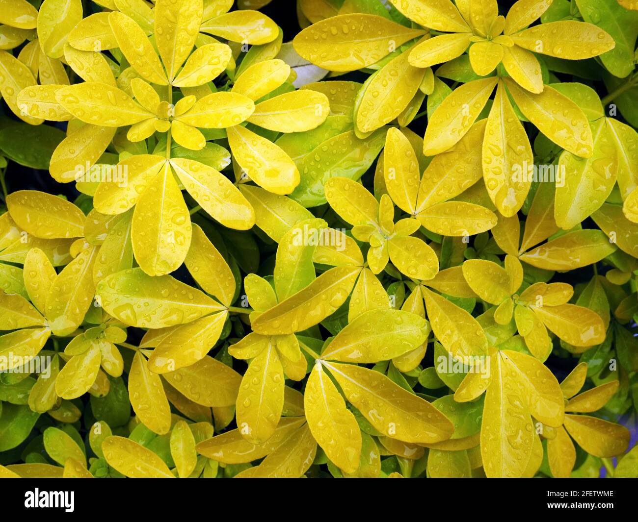 Shrub with yellow leaves Stock Photo