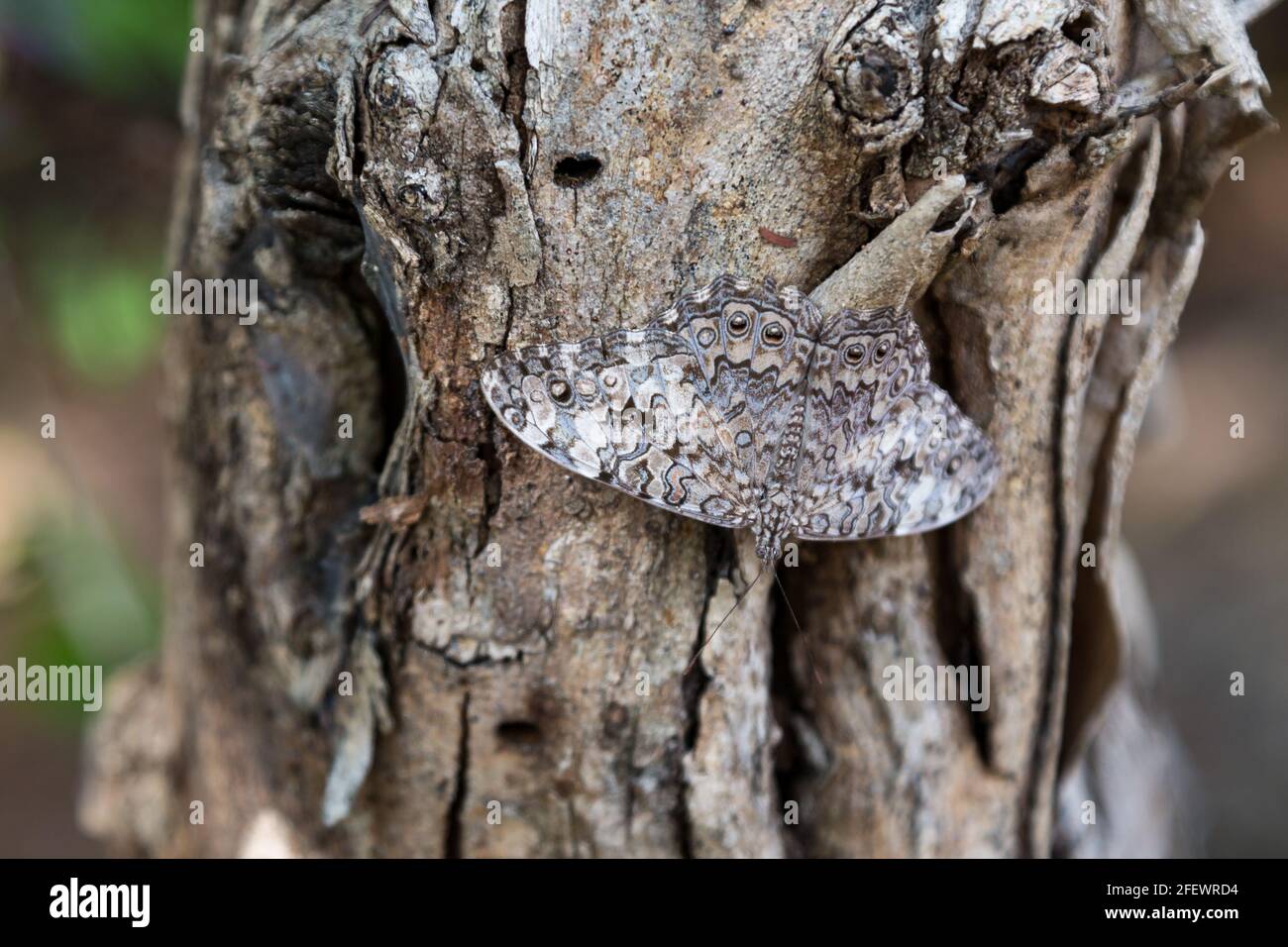 Grey cracker Hamadryas februa, a well camouflaged butterfly sitting on a tree bark in Yucatan, Mexico Stock Photo