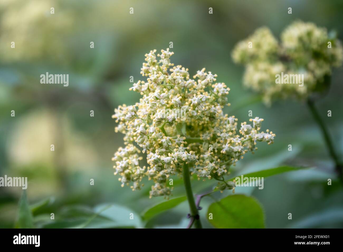 White flowers of Sambucus racemosa or red elderberry. Flower buds and  leaves of red elderberry, Sambucus Racemosa, on branch with bokeh  background mac Stock Photo - Alamy