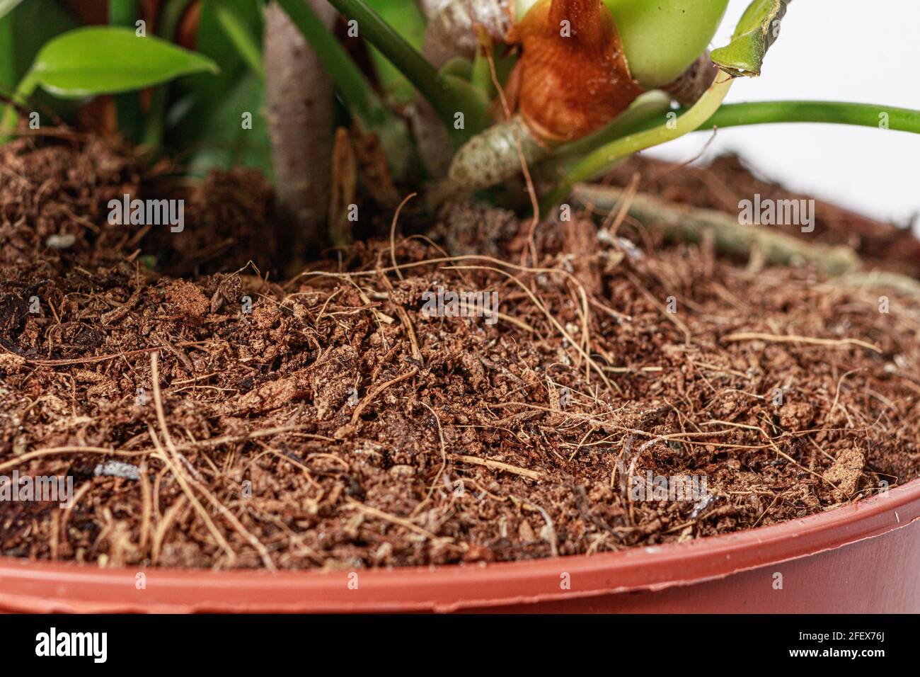 bullseye herbicide LESCO Three-Way Spot Weeder main image 0