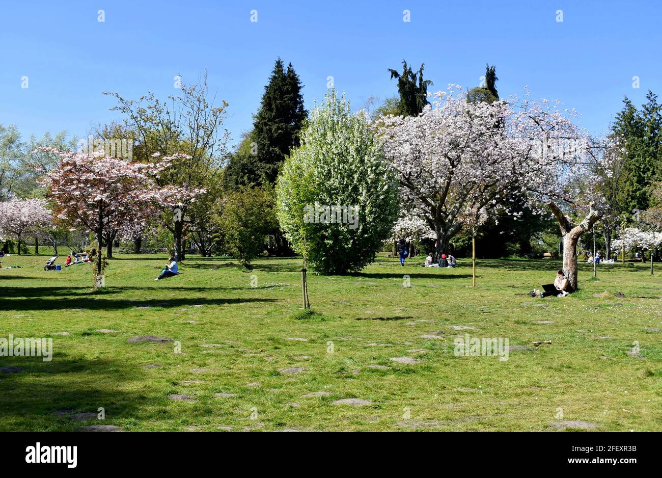 Colourful blossom trees in Bute Park, Cardiff, Wales Stock Photo