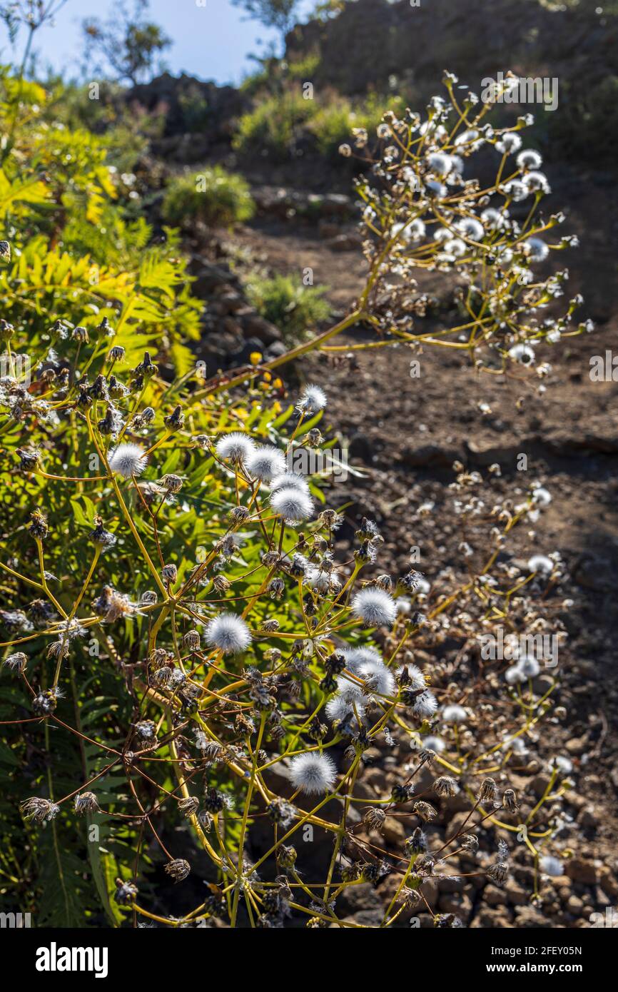 Sonchus seed head, puffballs, windblown seeds in Santiago del Teide, Tenerife, Canary Islands, Spain Stock Photo