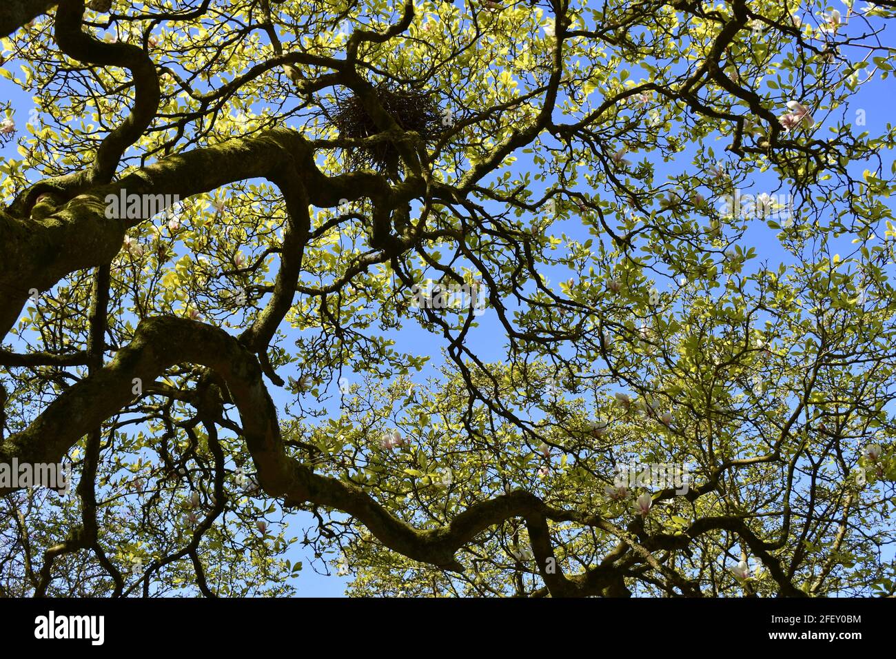 Looking up at a birds nest at the top of a magnolia tree Stock Photo Alamy