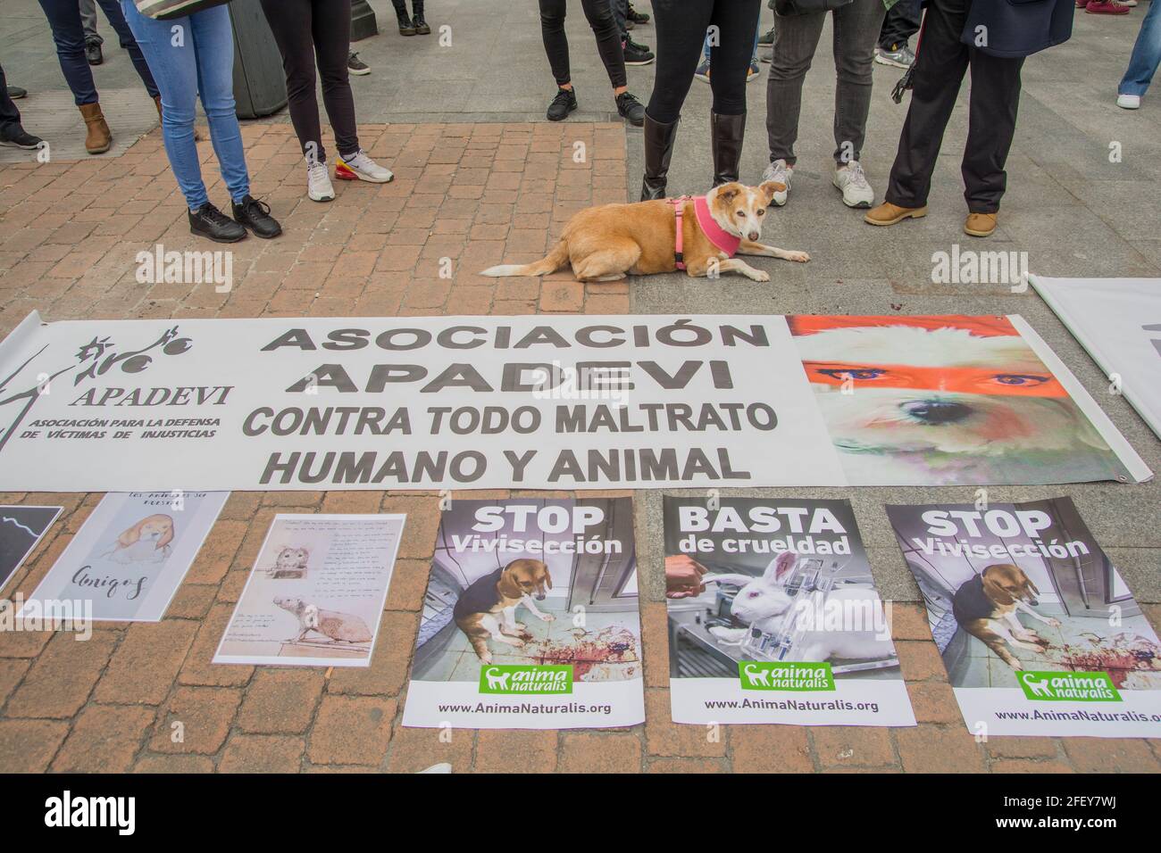 Protest called by the Free Fox Association against animal experimentation  the animal rights association Free Fox has concentrated against animal  experimentation in the Plaza de Jacinto Benavente, in Madrid. Every year,  more