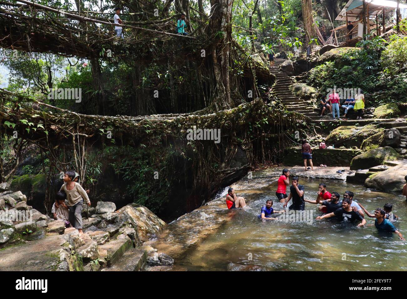 OMG - This Bridge is Alive!!. Living root Bridges - Nongriat, Meghalaya,  INDIA - The Evolving Backpacker