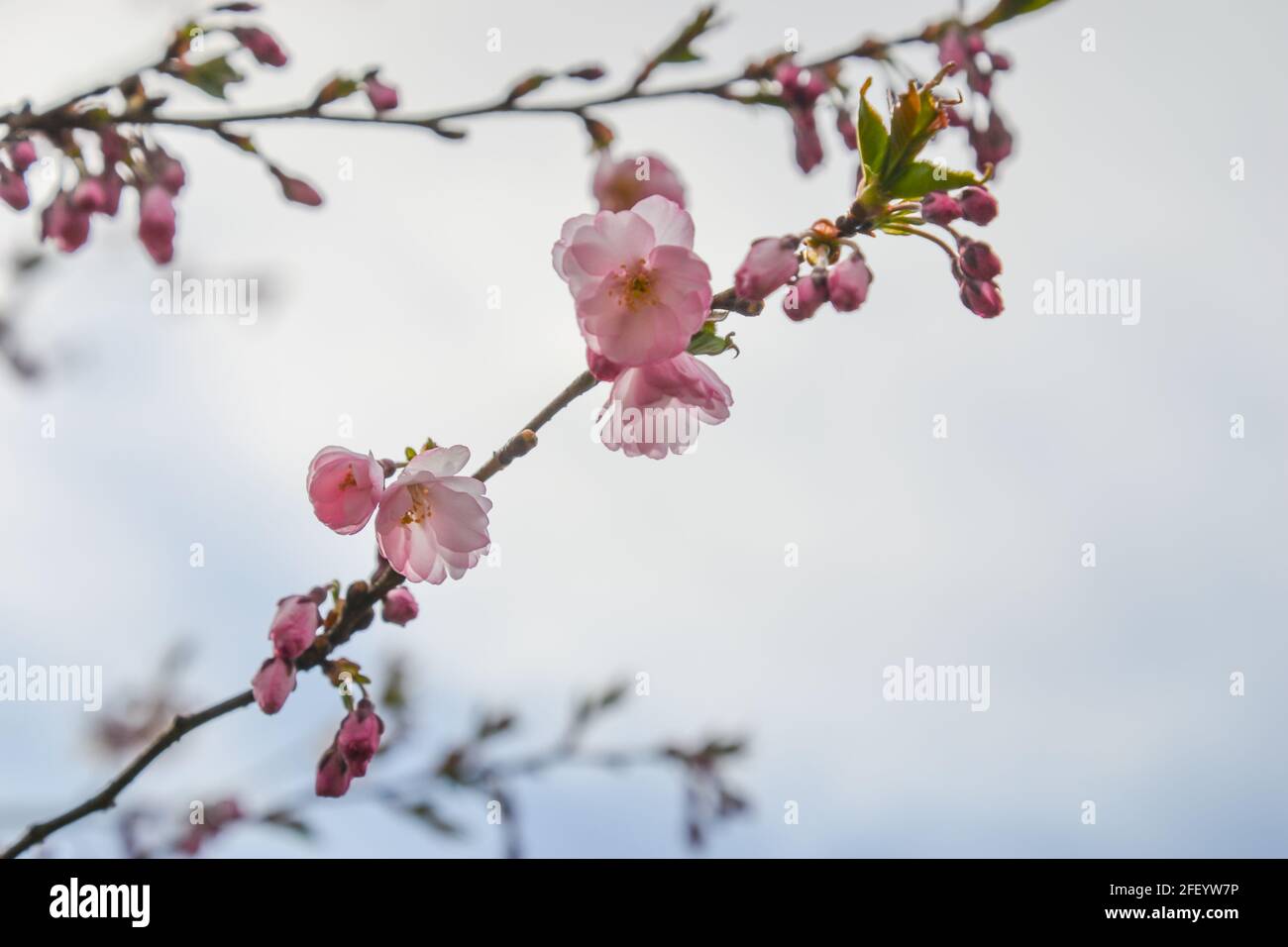Beautiful flowering Japanese cherry Sakura. Background with flowers