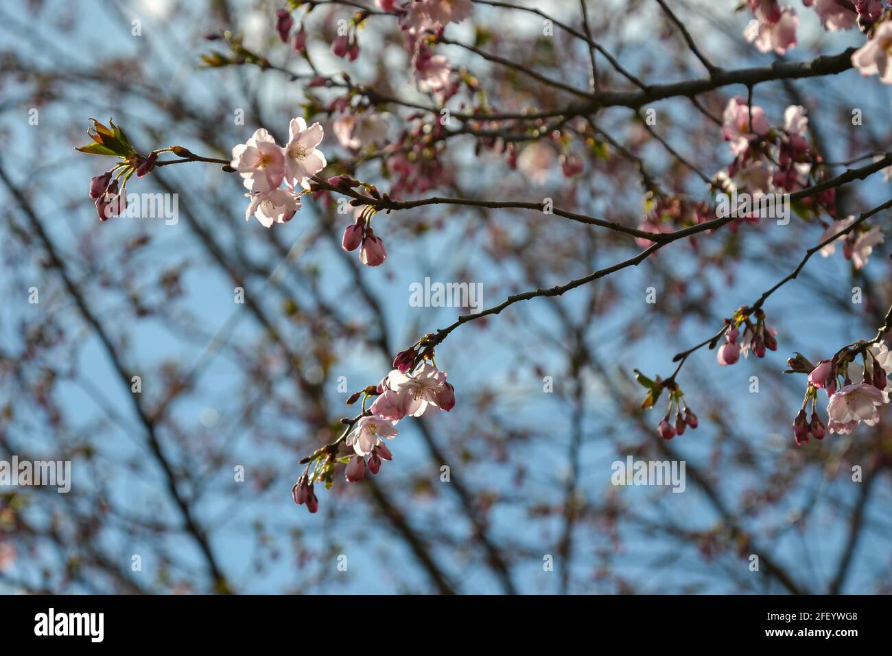 Beautiful flowering Japanese cherry Sakura. Background with flowers