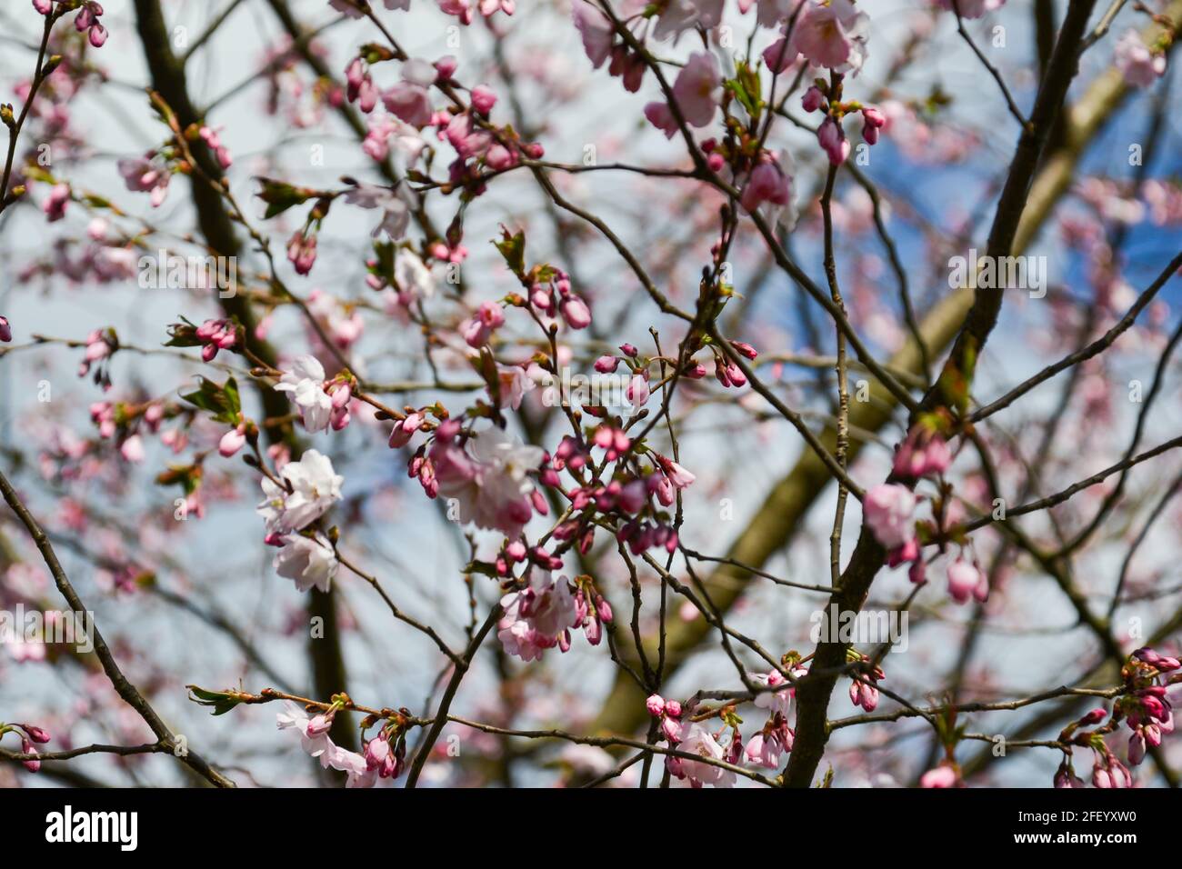 Beautiful flowering Japanese cherry Sakura. Background with flowers