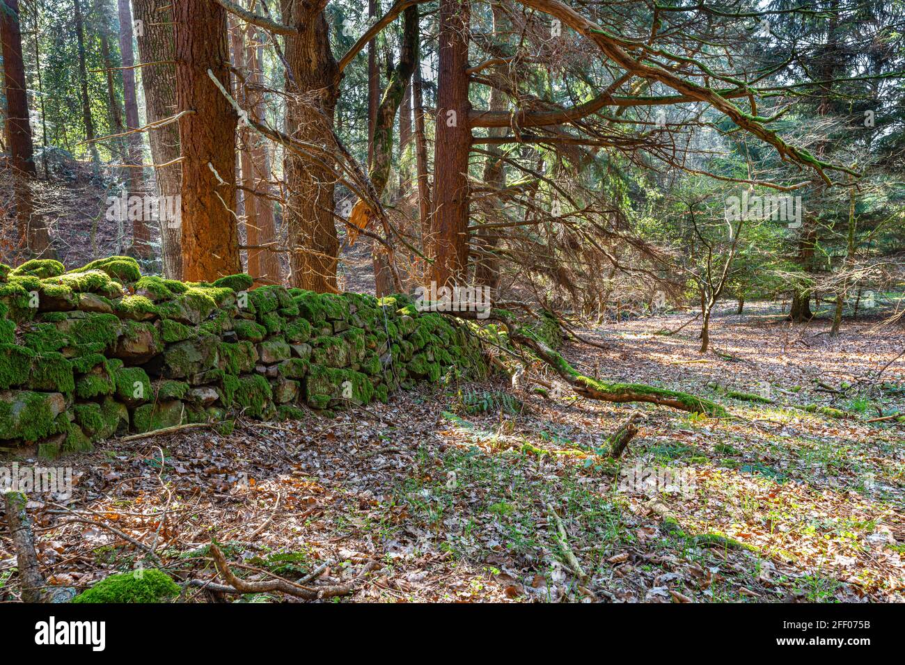 Moss Covered dry stone wall in Divet Ha Wood in the Scottish Borders, UK Stock Photo