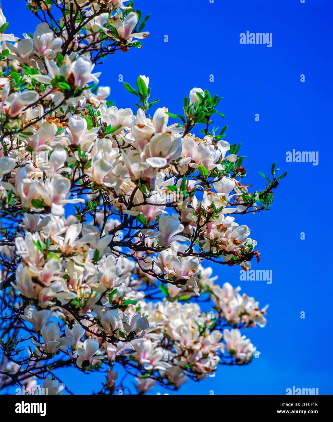 Magnolia tree in Spring Stock Photo - Alamy