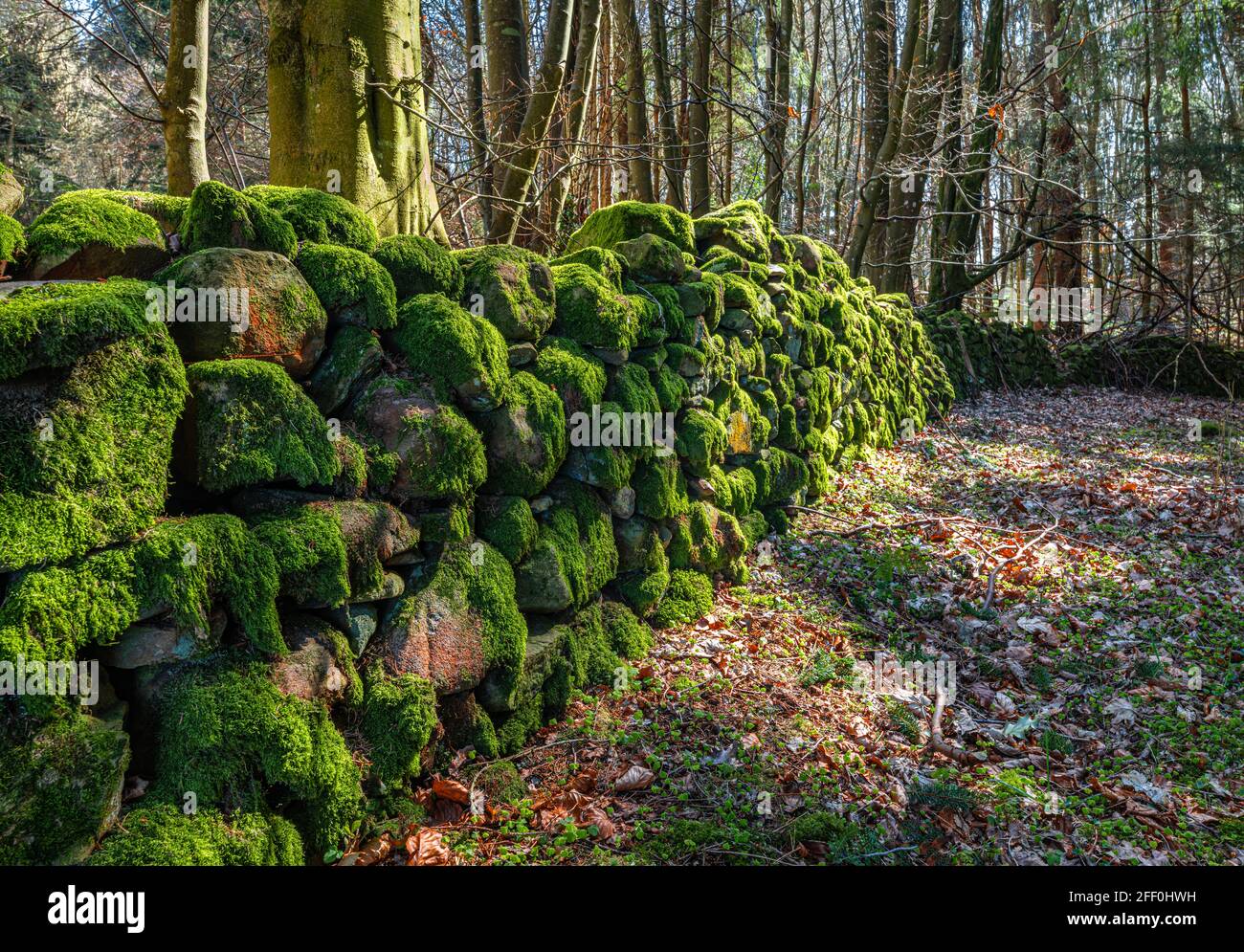 Moss Covered dry stone wall in Divet Ha Wood in the Scottish Borders, UK Stock Photo