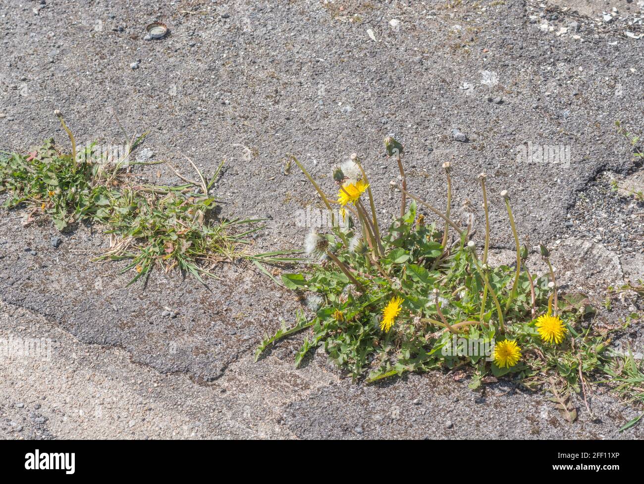 Springtime yellow Dandelion / Taraxacum officinale flowers growing in tarmac. Dandelion once used in medicinal herbal cures & also leaves edible. Stock Photo
