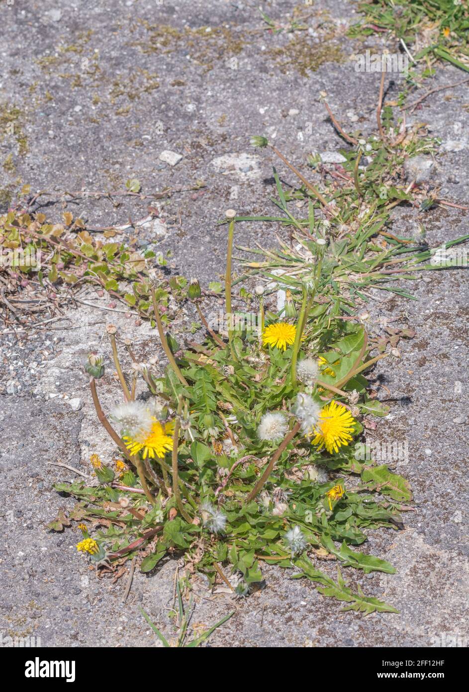 Springtime yellow Dandelion / Taraxacum officinale flowers growing in tarmac. Dandelion once used in medicinal herbal cures & also leaves edible. Stock Photo