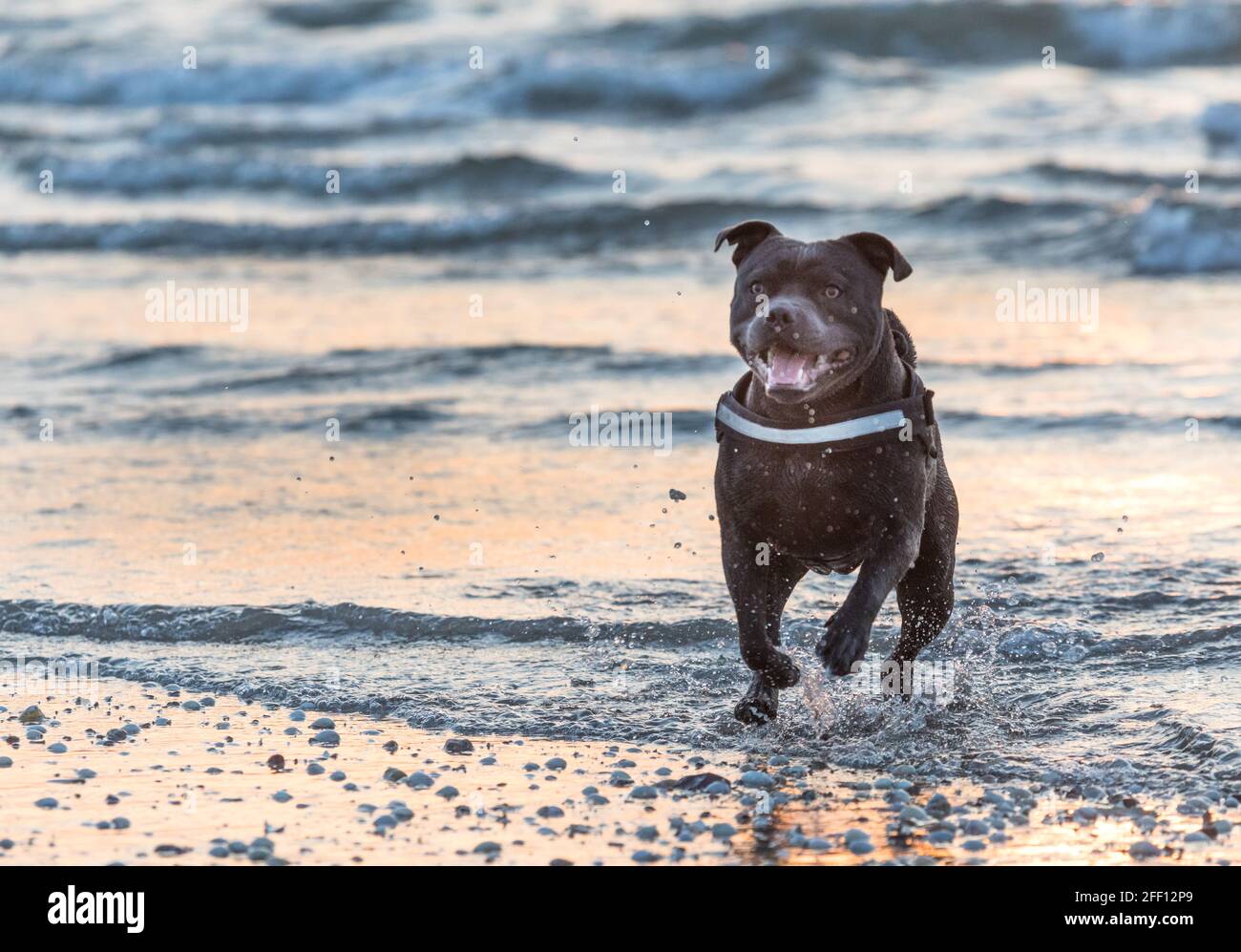 Ringaskiddy, Cork, Ireland. 24th Apr, 2021. Robbie a Blue Staffordshire Bull Terrier playing on a beach at dawn in Ringaskiddy, Co. Cork, Ireland.- Credit; Credit: David Creedon/Alamy Live News Stock Photo