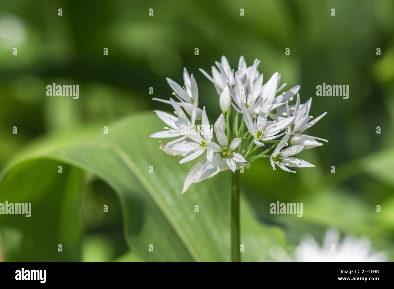 Closeup white flowers of the wild garlic called Ramsons / Allium