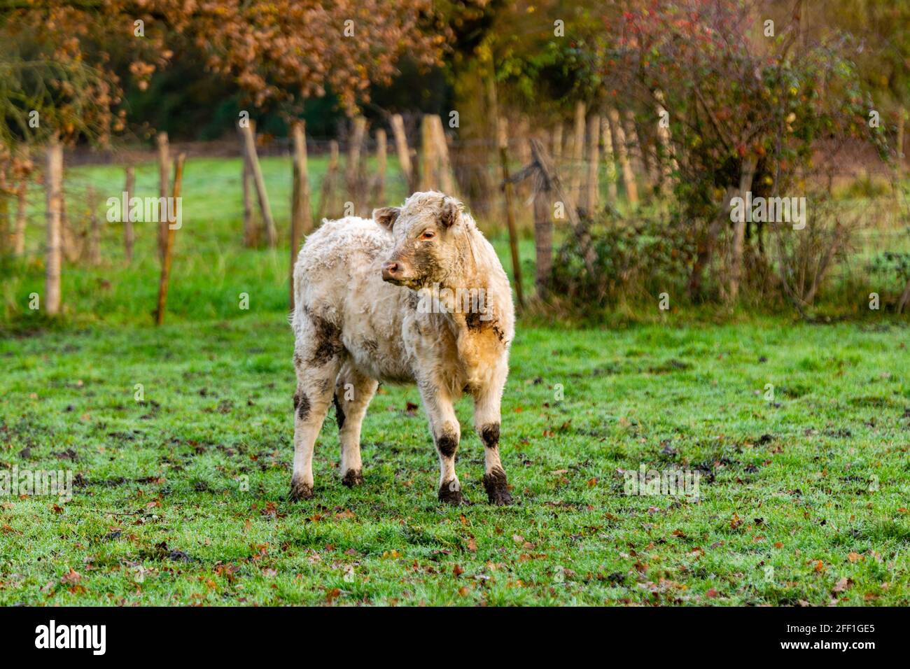 portrait of charolais veal in pasture Stock Photo Alamy