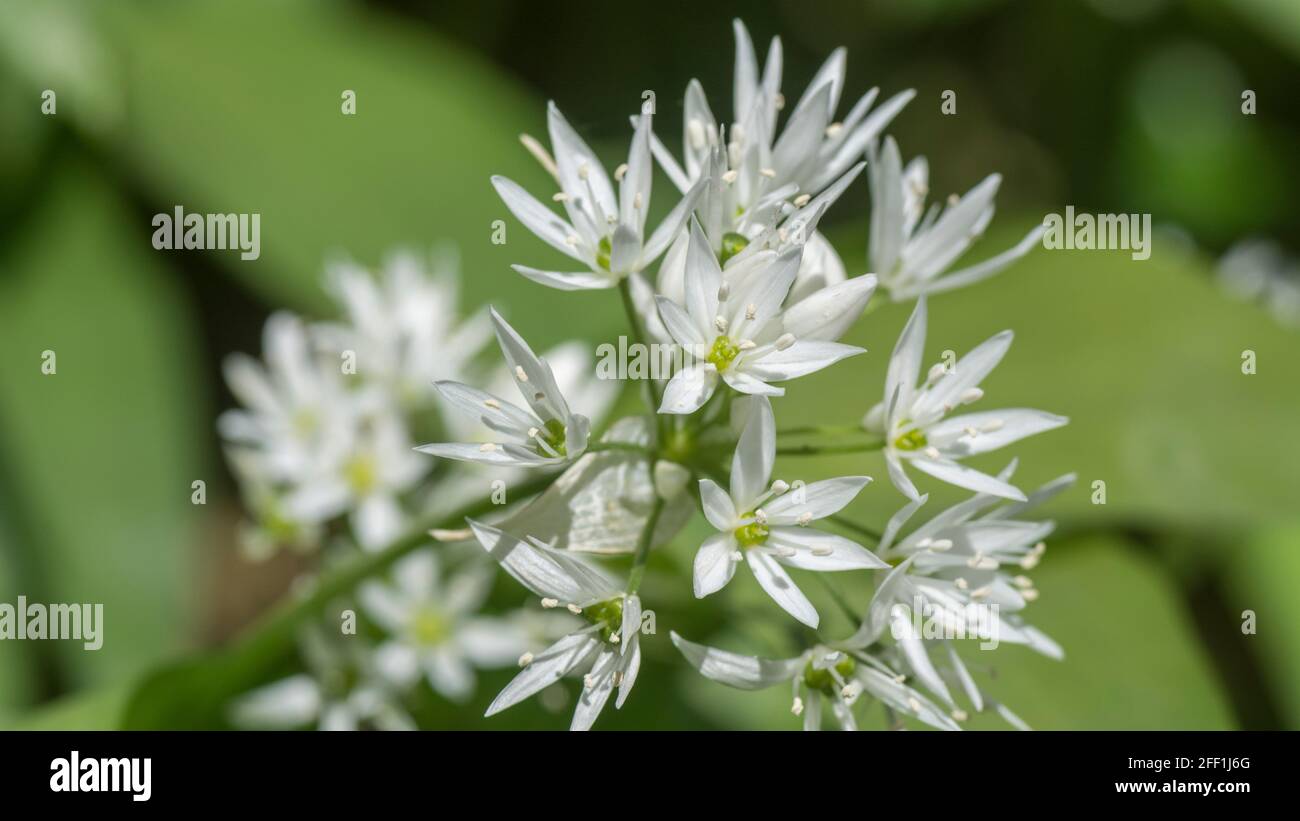 Closeup white flowers of the wild garlic called Ramsons / Allium