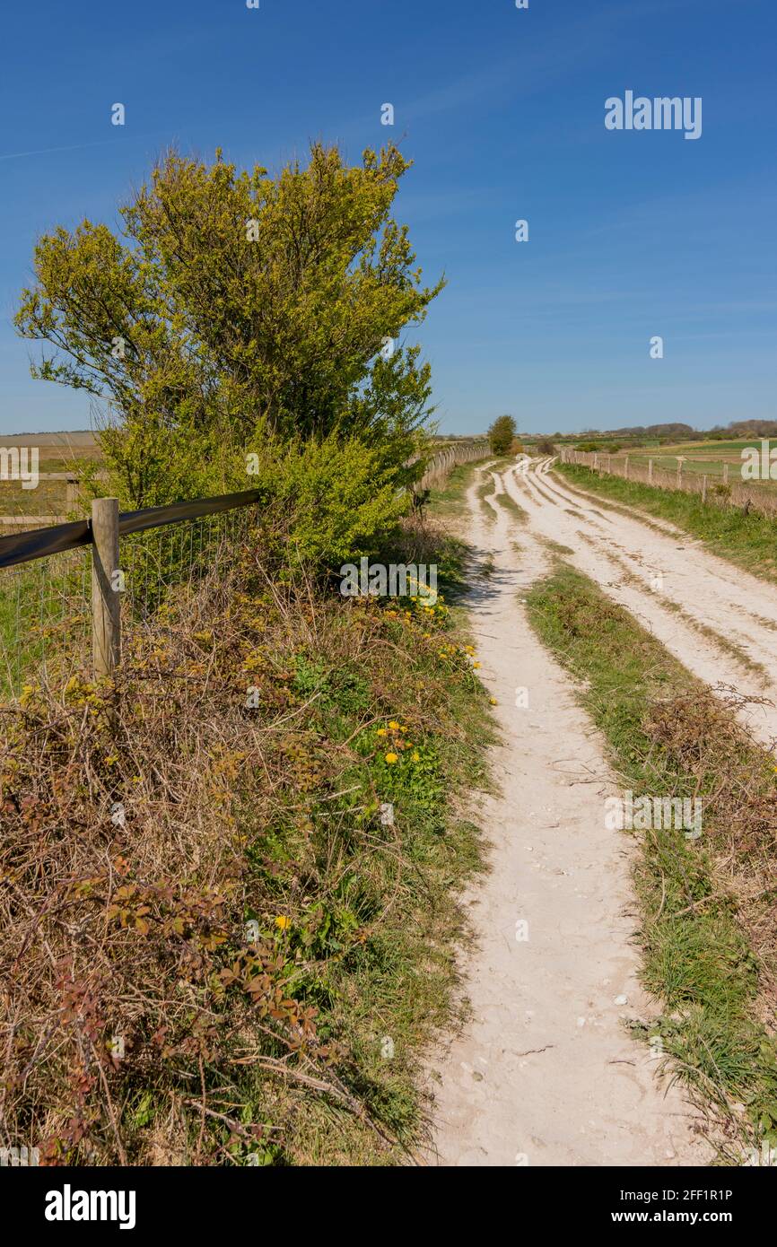 Chalk footpath, bridleway leading to the ancient Iron Age hill fort of Chanctonbury Ring from Cissbury Ring - South Downs NP, West Sussex, UK. Stock Photo