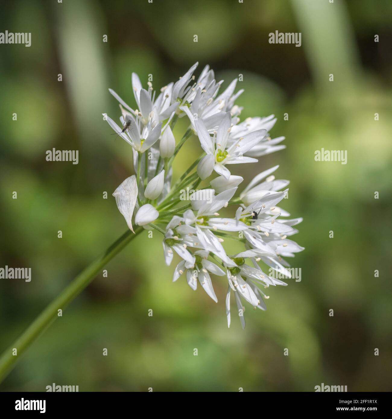 Closeup white flowers of the wild garlic called Ramsons / Allium