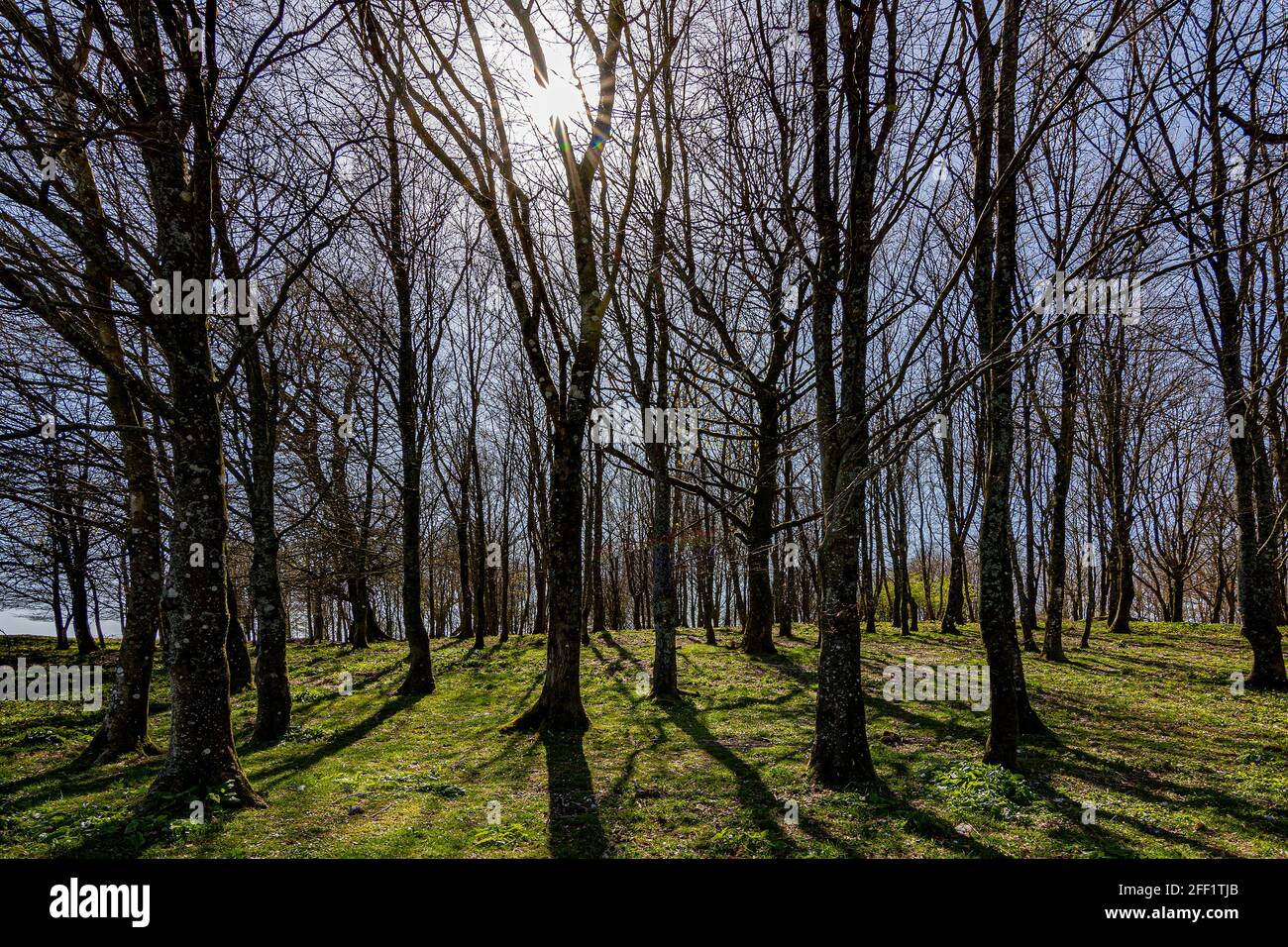 Trees within the ancient hill fort of Chanctonbury Ring, still in their winter guise at the start of spring on the South Downs, West Sussex., UK. Stock Photo