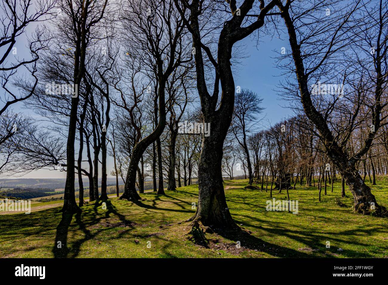 Trees within the ancient hill fort of Chanctonbury Ring, still in their winter guise at the start of spring on the South Downs, West Sussex., UK. Stock Photo