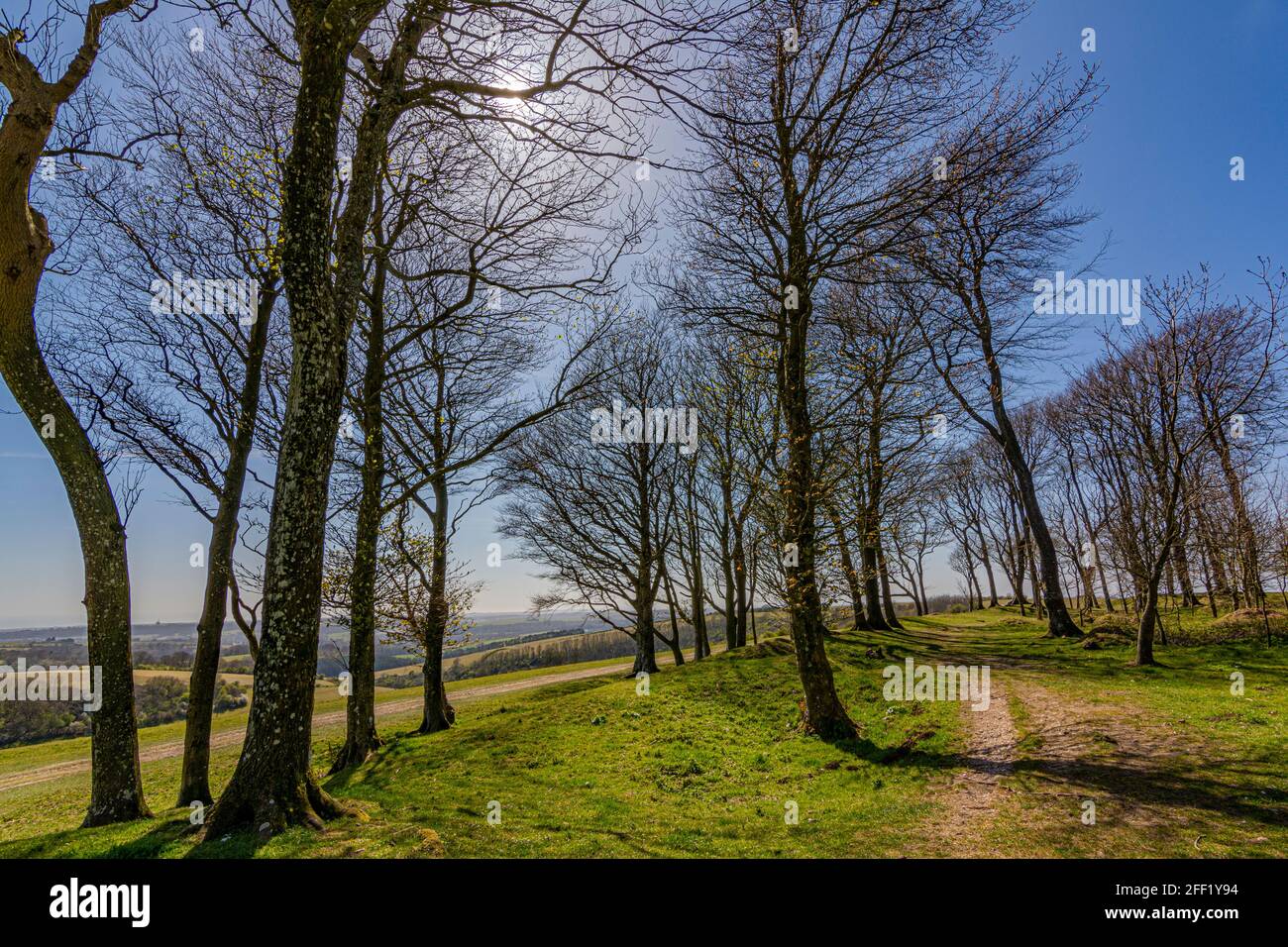 Trees within the ancient hill fort of Chanctonbury Ring, still in their winter guise at the start of spring on the South Downs, West Sussex., UK. Stock Photo